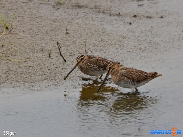 бекасы
размером с чернозобика-почему-то

Просмотров: 541
Комментариев: 1