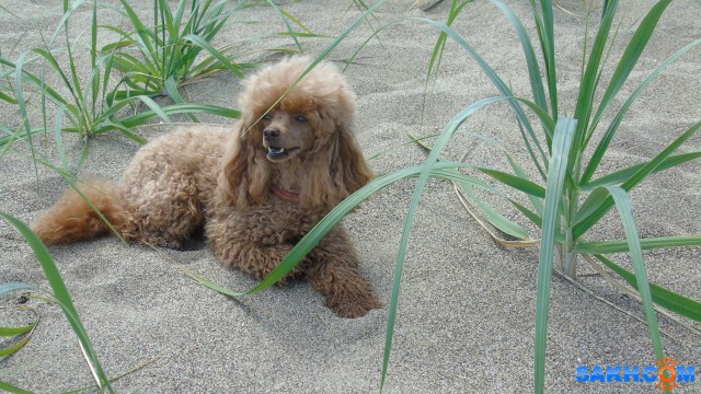 На морском песочке

Просмотров: 336
Комментариев: 0