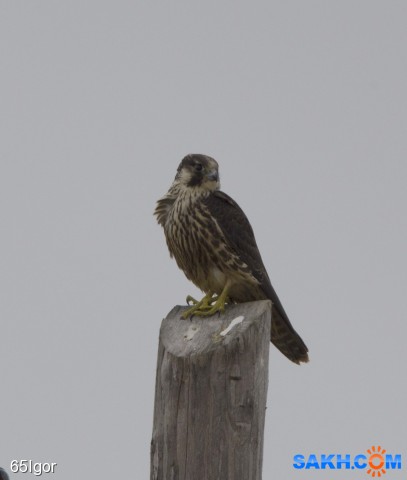 дербник
falco columbarius

Просмотров: 522
Комментариев: 0