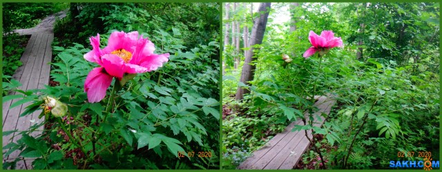 Древовидный пион.

Просмотров: 449
Комментариев: 0