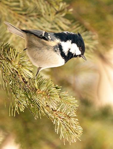 DSC06973
Фотограф: Сергей Буркацкий

Просмотров: 404
Комментариев: 0