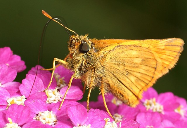 DSC01905
Фотограф: Сергей Буркацкий

Просмотров: 610
Комментариев: 0