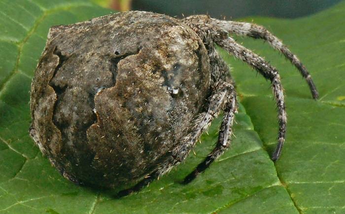 Фото 831
Фотограф: Сергей Буркацкий

Просмотров: 468
Комментариев: 0