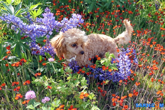 На полянке

Просмотров: 820
Комментариев: 3