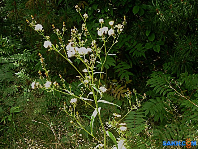 P1210778