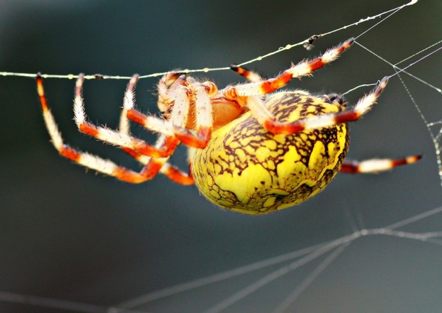 ***
Фотограф: Сергей Буркацкий

Просмотров: 716
Комментариев: 0