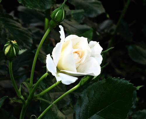 DSC00453
Фотограф: Сергей Буркацкий

Просмотров: 387
Комментариев: 0