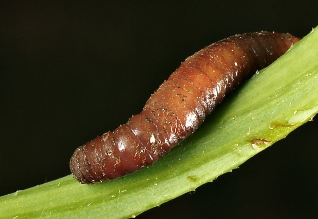 DSC01948
Фотограф: Сергей Буркацкий

Просмотров: 568
Комментариев: 0