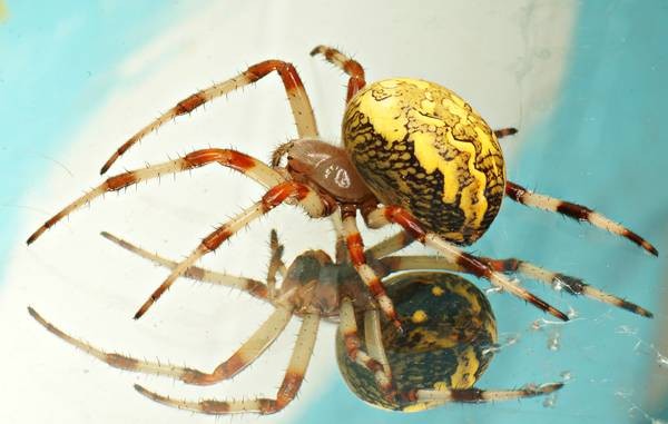 DSC02518
Фотограф: Сергей Буркацкий

Просмотров: 449
Комментариев: 0