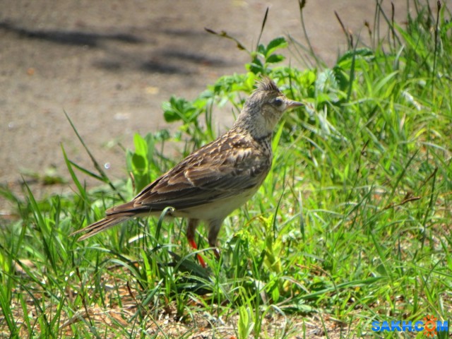 Жаворонок

Просмотров: 601
Комментариев: 0