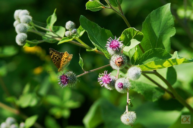 ***
Фотограф: Сергей Буркацкий

Просмотров: 662
Комментариев: 0