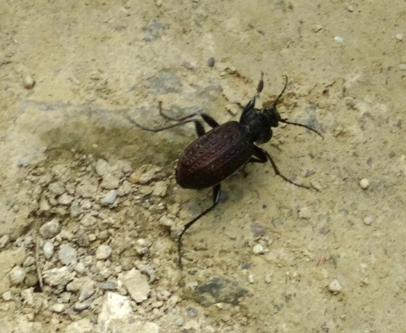 DSC03474
Фотограф: Сергей Буркацкий

Просмотров: 629
Комментариев: 0