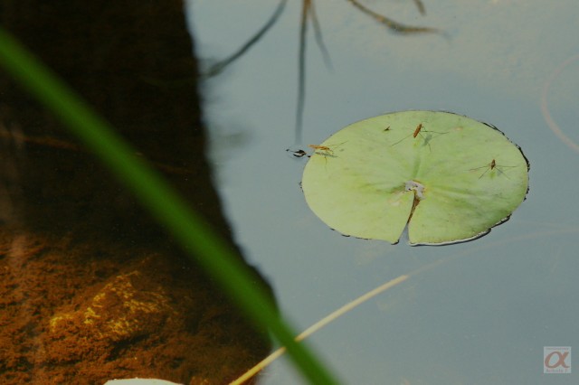 ***
Фотограф: Сергей Буркацкий

Просмотров: 900
Комментариев: 0