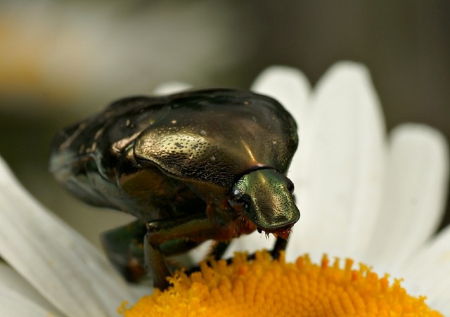 DSC01728
Фотограф: Сергей Буркацкий

Просмотров: 358
Комментариев: 0
