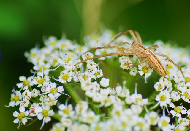 ***
Фотограф: Сергей  Буркацкий

Просмотров: 869
Комментариев: 0