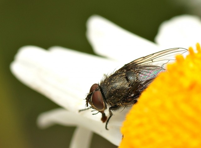DSC01705
Фотограф: Сергей Буркацкий

Просмотров: 396
Комментариев: 0