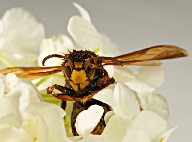 DSC00896
Фотограф: Сергей Буркацкий

Просмотров: 608
Комментариев: 0