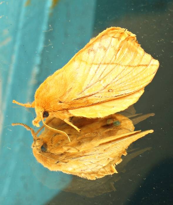 DSC02464
Фотограф: Сергей Буркацкий

Просмотров: 548
Комментариев: 0