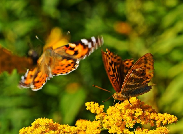 ***
Фотограф: Сергей Буркацкий

Просмотров: 650
Комментариев: 0