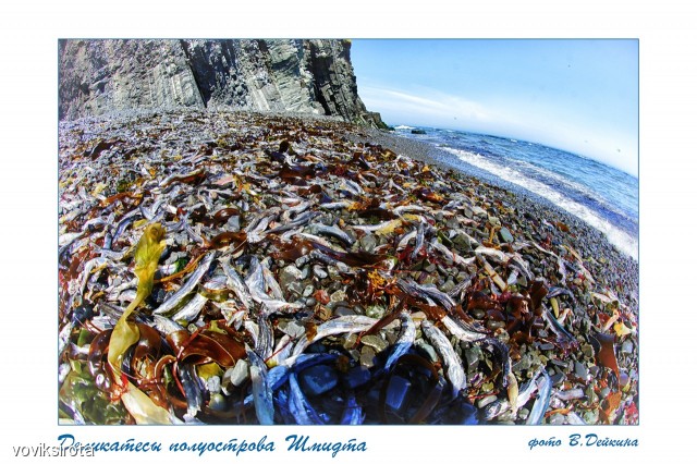 Деликатесы полуострова Шмидта
Фотограф: В.Дейкин

Просмотров: 3336
Комментариев: 0