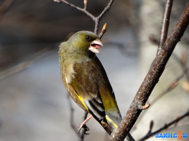 DSC06014_н
Китайская зеленушка
Просмотров: 351
Комментариев: 0