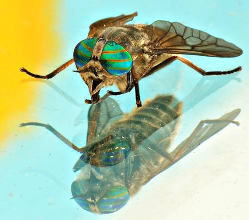 DSC02554
Фотограф: Сергей Буркацкий

Просмотров: 579
Комментариев: 0