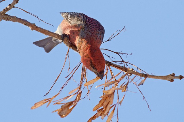 Pine Grosbeak
Щур
Просмотров: 516
Комментариев: 0