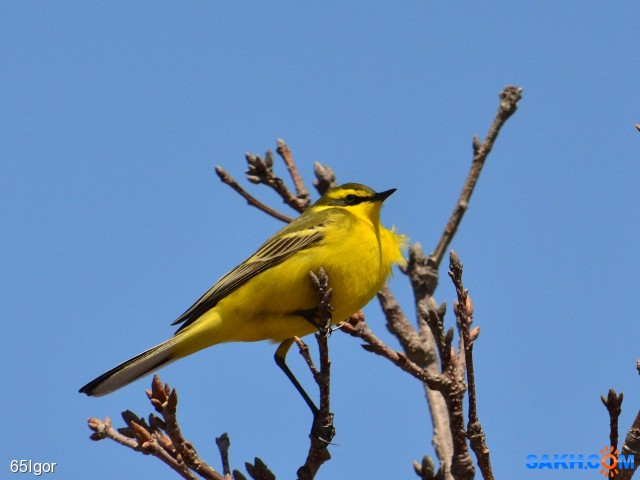 трясогузка зеленоголовая

Просмотров: 1099
Комментариев: 1