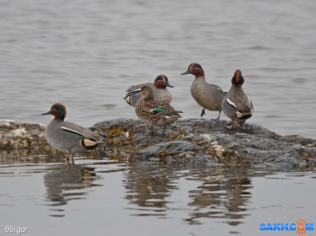 чирки

Просмотров: 695
Комментариев: 1