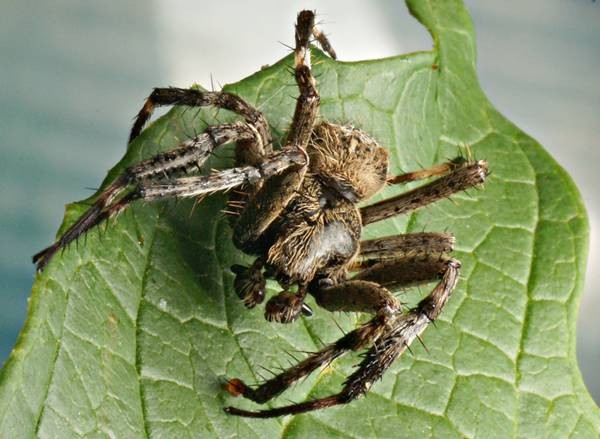 DSC02679
Фотограф: Сергей Буркацкий

Просмотров: 367
Комментариев: 0