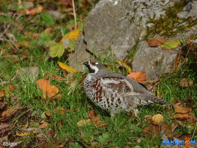 рябчик

Просмотров: 826
Комментариев: 0