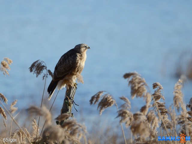 канюк

Просмотров: 435
Комментариев: 0