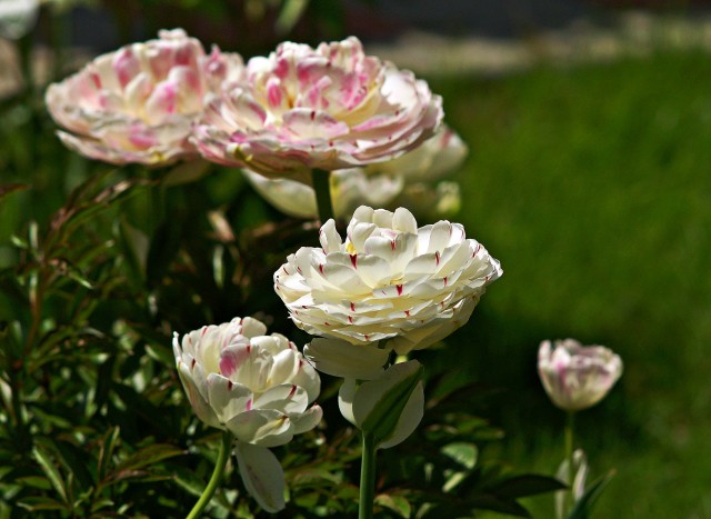 DSC08070