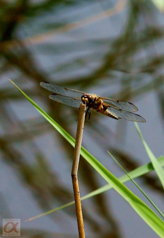 ***
Фотограф: Сергей Буркацкий

Просмотров: 840
Комментариев: 0
