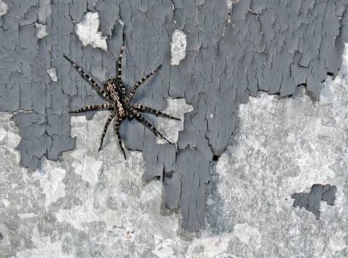 DSC04172
Фотограф: Сергей Буркацкий

Просмотров: 474
Комментариев: 0