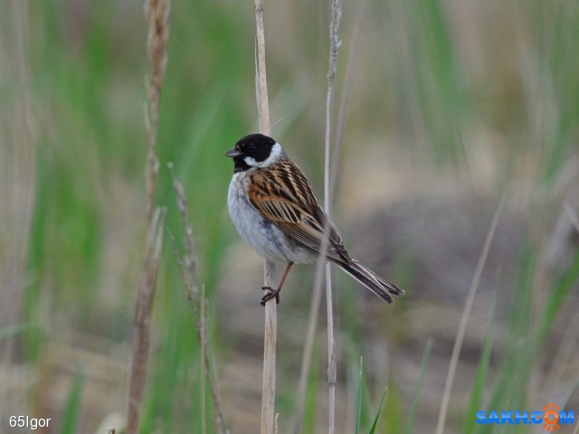 тростниковая овсянка

Просмотров: 1007
Комментариев: 0