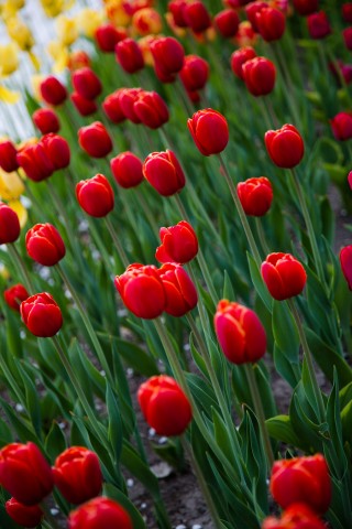 Маленькая Голландия)

Просмотров: 530
Комментариев: 0