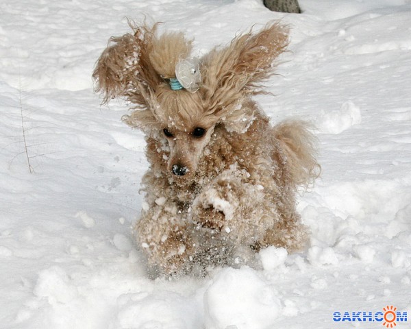 зима

Просмотров: 2118
Комментариев: 1