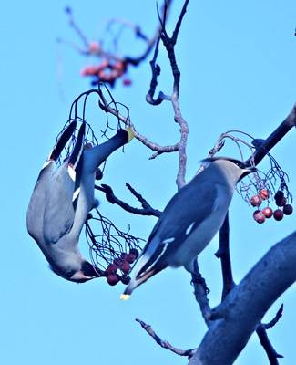 DSC03426
Фотограф: Сергей Буркацкий

Просмотров: 423
Комментариев: 0