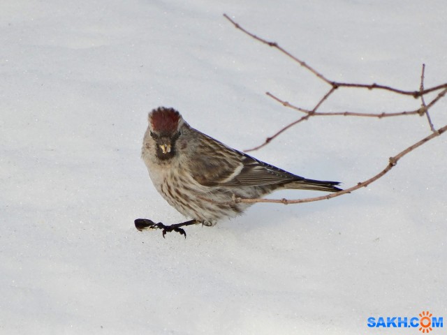 Чечетка

Просмотров: 844
Комментариев: 0