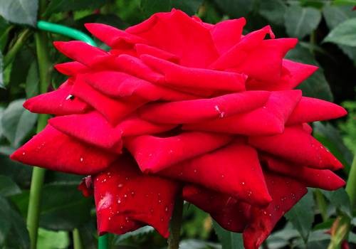 DSC00439
Фотограф: Сергей Буркацкий

Просмотров: 281
Комментариев: 0