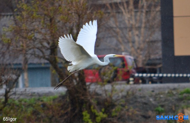 цапля белая

Просмотров: 748
Комментариев: 0