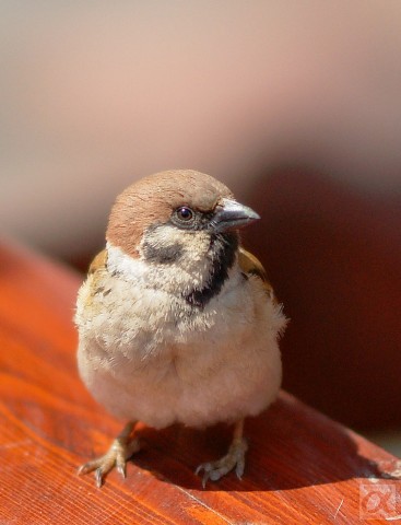 ***
Фотограф: Сергей Буркацкий

Просмотров: 1276
Комментариев: 2