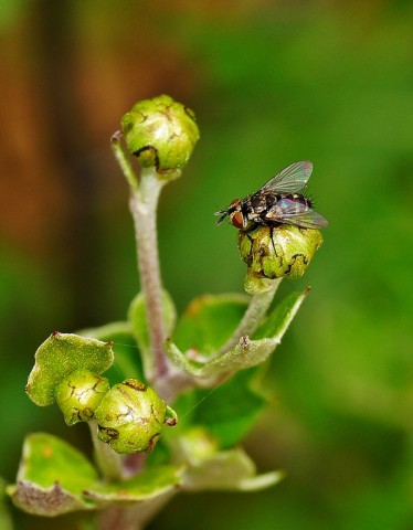 ***
Фотограф: Сергей Буркацкий

Просмотров: 562
Комментариев: 0