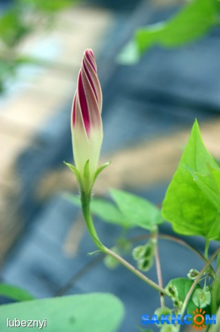 Вьюн
Фотограф: NIK

Просмотров: 1029
Комментариев: 0