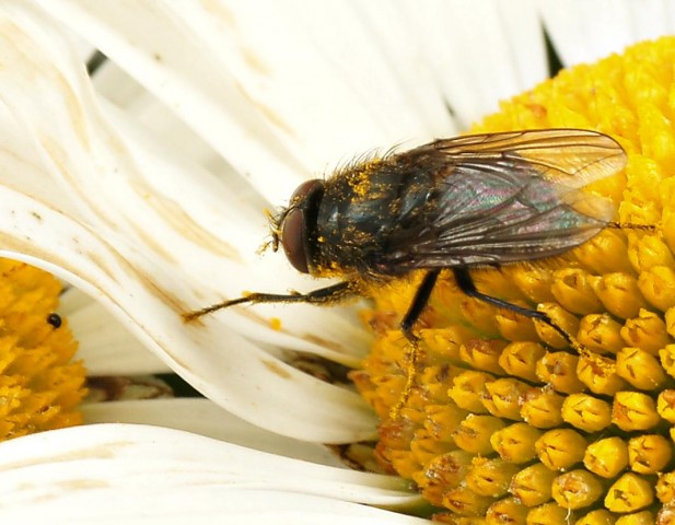 DSC01867
Фотограф: Сергей Буркацкий

Просмотров: 511
Комментариев: 0