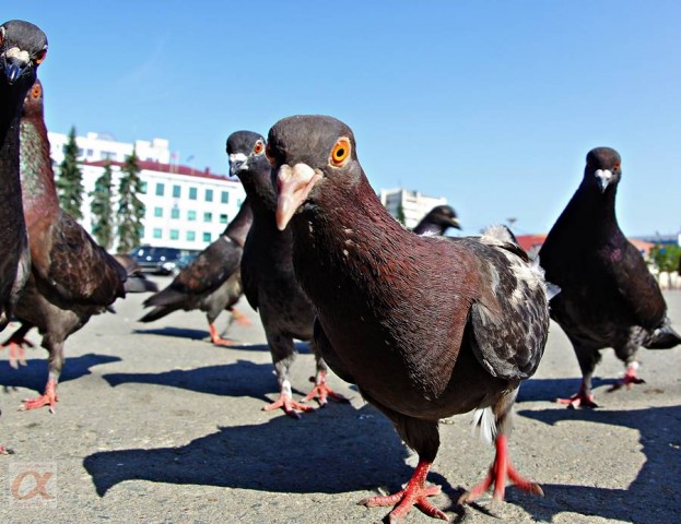 ***

Просмотров: 944
Комментариев: 2