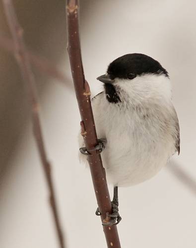 DSC06673
Фотограф: Сергей Буркацкий

Просмотров: 535
Комментариев: 0