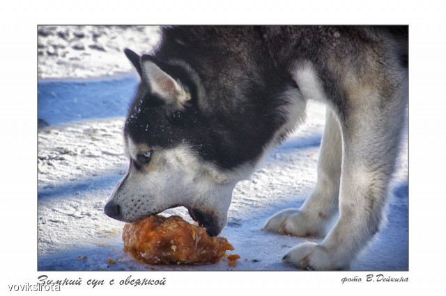Ты не ты, когда голоден!
Фотограф: В.Дейкин

Просмотров: 5355
Комментариев: 0