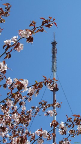 Вертикаль
Фотограф: АС-2й
Весна

Просмотров: 1935
Комментариев: 0